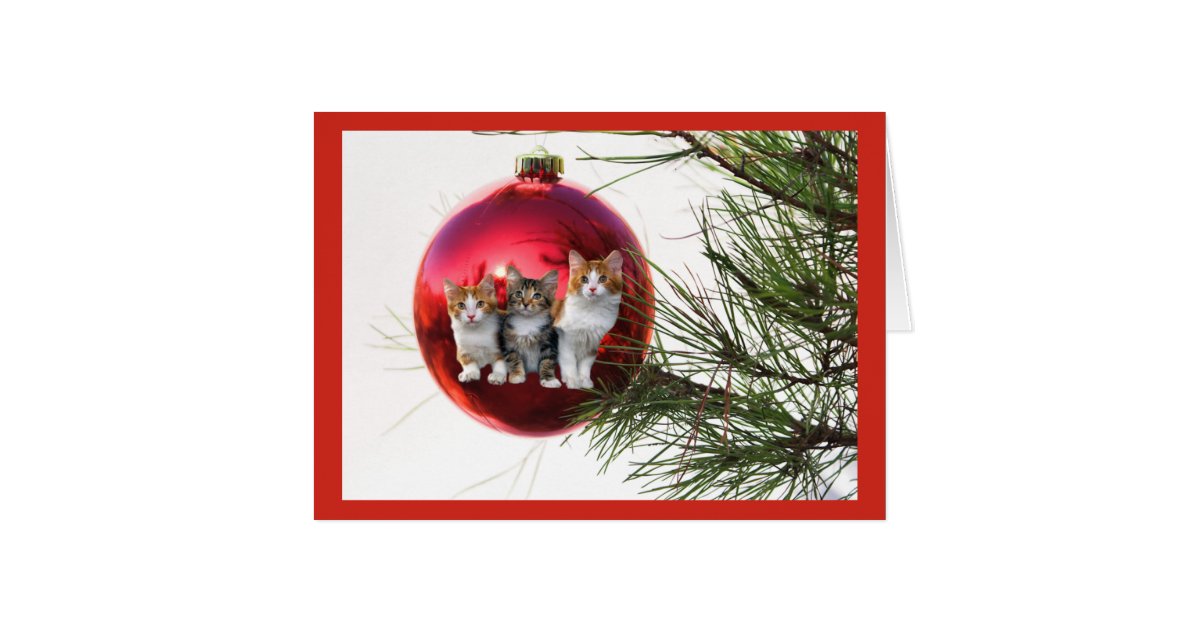 Cat Christmas Card | Zazzle