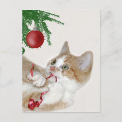 Cat Christmas fun Post Card by deemac1. Orange and white tabby cat plays 