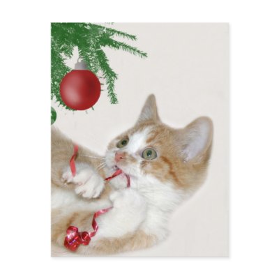 Cat Christmas fun Post Card by deemac1. Orange and white tabby cat plays 