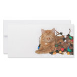Cat Christmas light tangle Picture Card
