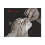 Cat christmas postcard