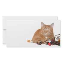Cat claims Christmas lights photo cards by deemac1 Cat claims Christmas lights photo cards