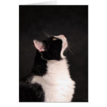 Cat Classic Photo Greeting Card cards