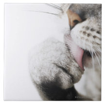 Cat cleaning paw ceramic tile