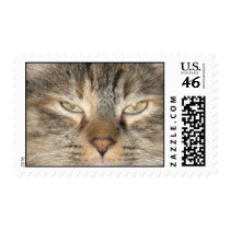 cat close up postage
