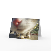 cat closeup cards by Kitsunenomen cat closeup cards