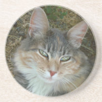 Cat coasters