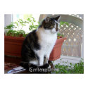 cat Contemplation poster posters by lizzymmmcf cat Contemplation poster posters