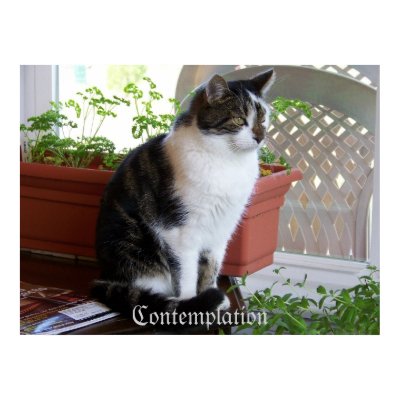 cat Contemplation poster