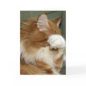 Cat Covering Eyes cards
