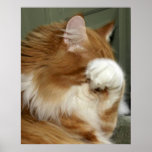 Cat Covering Eyes Poster