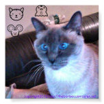 Cat daydreaming posters