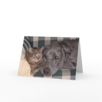Cat Dog Valentines Day Card