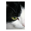 Cat eye closeup posters