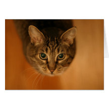 Cat Eyes Card