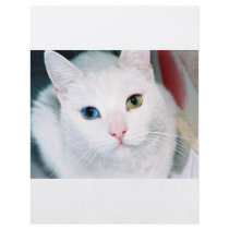 Cat Eyes flyers by oddbob Cat Eyes flyers