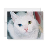 Cat Eyes Custom Announcement