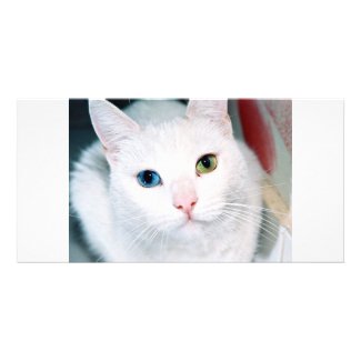Cat Eyes photocard