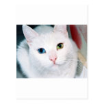Cat Eyes Post Card