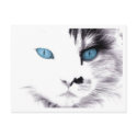 Cat Eyes Postcards