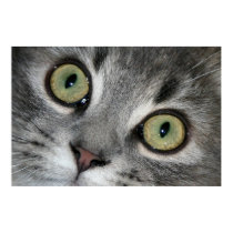 Cat Eyes posters