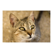 Cat eyes posters