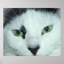 Cat Eyes Posters