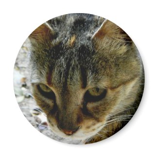 Cat eyes stare fridge magnet