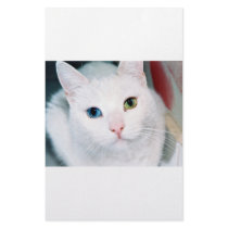 Cat Eyes stationery