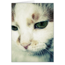 Cat face card cards