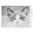 Cat Face Card by kalliope94041 Cat Face Card
