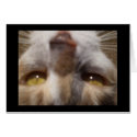 cat face cards