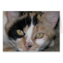 Cat Face cards