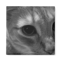 Cat Face Closeup Magnets