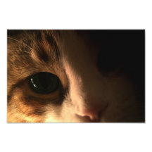 Cat Face Photo Print
