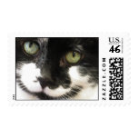 Cat face postage stamp