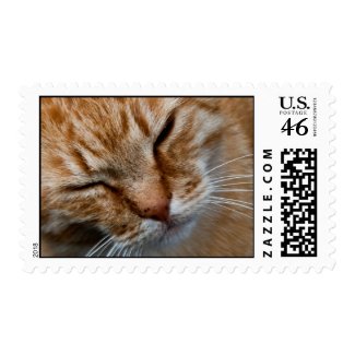 Cat face postage stamp