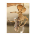 Cat Face Spider Devouring a Wasp postcards by segrid Cat Face Spider Devouring a Wasp postcards