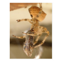 Cat Face Spider Devouring a Wasp postcards