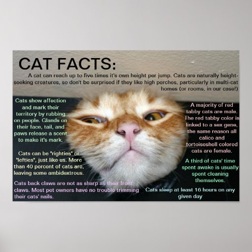 Cat facts 3 poster | Zazzle