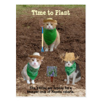Cat Farmers Planting Catmint. postcards