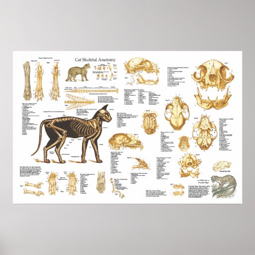Cat Feline Skeletal Anatomy Poster 24" X 36" Zazzle