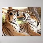 Cat Fight Print