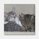 Cat Fridge Magnets