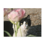 cat gaze postcards