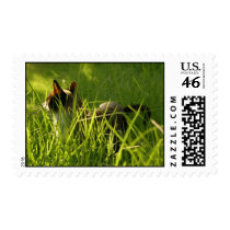 Cat Grass Stamp