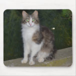 Cat Green Eyes with Firefly Mouse Pad