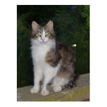 Cat Green Eyes with Firefly Post Card