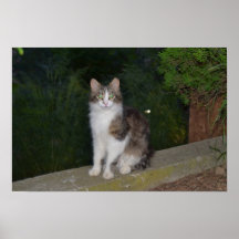 Cat Green Eyes with Firefly Poster
