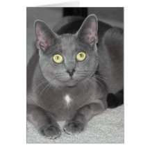 Cat Greeting Card